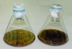 Tratamiento contra bacterias